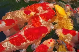 趁着夏季，怎么把锦鲤养成“大肥猪”图片