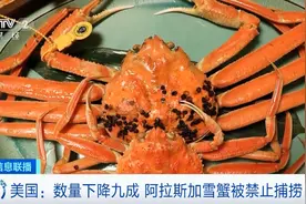 数量下降九成！美国阿拉斯加雪蟹被禁止捕捞图片