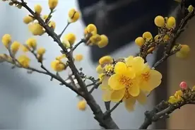 中国的老百姓连打官司都打不起，何谈幸福指数最高？心苦才是真苦图片