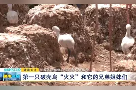 长春市动植物公园火烈鸟繁殖季：第一只破壳鸟“火火”和它的兄弟姐妹们图片