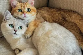 千万别养“银渐层”！真心奉劝大家不要跟风，这5个原因太现实图片