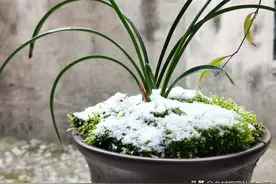 秋分以后，兰花还能喷施磷酸二氢钾吗？一个参照物掌握好效果更佳图片