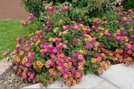 “不易养死”的9种花，随便养养就爆棚，绿萝吊兰没上榜图片