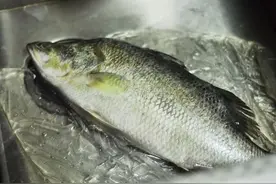 桂鱼（鳜鱼）养殖条件和成本是多少？图片