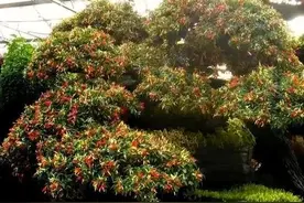 花盆秋末栽植辣椒，辣椒树变成盆景，一年四季花果不断图片