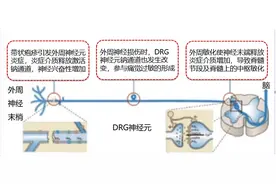 哪些人易感带状疱疹？好了为啥还疼？这些事需要注意图片