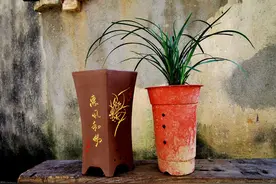 兰花换盆后，多久才能施肥?记住三个时间点，兰花服盆快长得旺图片