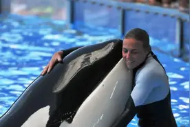 2010年，美国32岁虎鲸突然将驯兽师拖入池中，调查后原因令人心酸图片