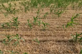 玉米播种前，只要做好这三点，玉米出苗均匀幼苗健壮图片