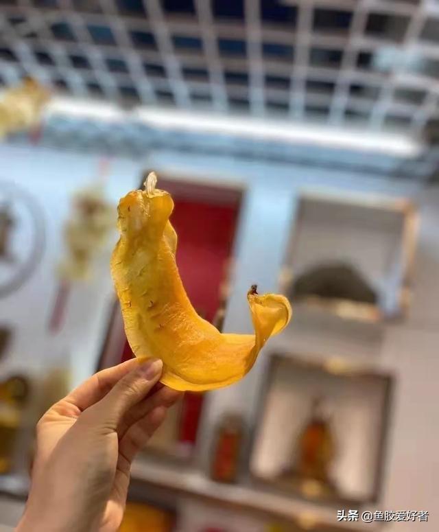 大口赤嘴鳘鱼胶的鉴别 2026年大口赤嘴鱼胶是不是野生