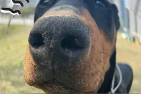 为什么不建议养“杜宾犬”，浑身是缺点，不敢养图片