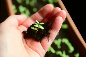 心理学：为什么女生主动跟你暧昧，又不和你确定关系？图片