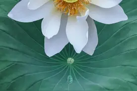 荷花摄影被嫌土？一个摆脱俗气的好方法，照片耐看有意境图片