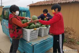 漯河召陵区：新大徐西瓜大丰收 急盼销路图片