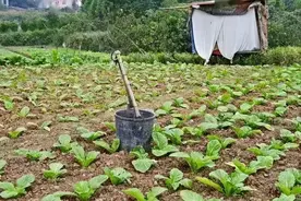 粪水浇菜不能吃？“粪水浇菜”用了数千年如今屡被质疑，还能吃吗图片