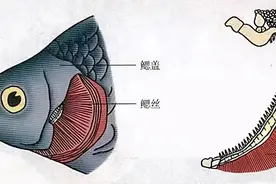 细菌性烂鳃和寄生虫性烂鳃的辨别与防治：开天窗和粘液有区别图片