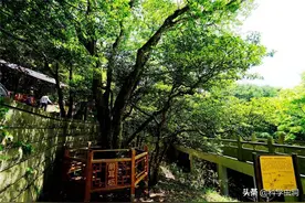 我国最特殊的三棵树：1棵配警卫，1棵投保1亿，1棵是地球独子图片