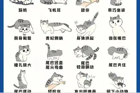 秒懂猫咪20种肢体语言图片