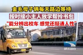 金毛母子每天准时等待小主人回家，围着小主人转圈，帮其“拿”包图片