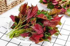 重新认识一下“紫苏”，若你家门前有，别再割来喂猪了，太可惜了图片