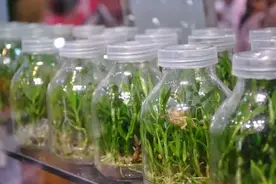 买兰花最怕买到组培苗，判断方法了解一下图片