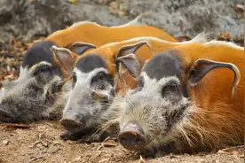 非洲红河猪泛滥成灾，繁殖力很强，是时候把它引进我国了吗？图片