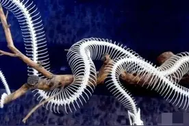 蛇会不会报复人？养了1万条五步蛇的“毒蛇养殖大王”告诉你答案图片