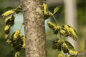 中年农民胆子大，竟然养殖害虫洋辣子，一年后，害虫变成了“宝”图片