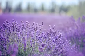 浅予深深，长乐未央，愿所得皆所期，所求皆所愿，所行化坦途图片