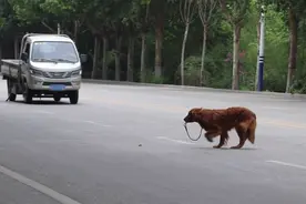 金毛被车碾压后腿血肉模糊，小伙借钱救助不放弃，获救后蜕变重生图片