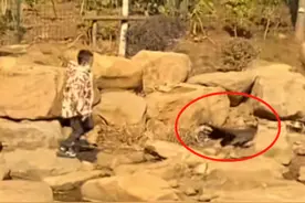 江苏一6岁男生，因在动物园内摔打孔雀走红，家长的做法引发众怒图片