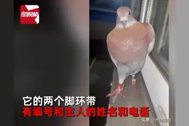 河南信鸽跑偏400公里飞到江苏，主人称可以杀了吃掉，女子好心将其收养图片