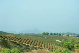 “有机茶乡”的茶山被倾倒250吨污泥图片