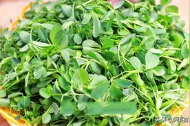 苜蓿菜，曾经的“救命菜”，营养鲜美，包饺子凉拌都行，美味得很图片