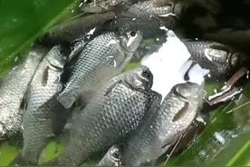 野钓条件下，逗钓不是万能，运用得当才能鱼获满满图片