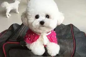 超准！从你养的狗，就知道你是什么性格图片