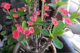 想要虎刺梅开花多，教你几个小技巧，红花一茬接一茬，真喜庆图片