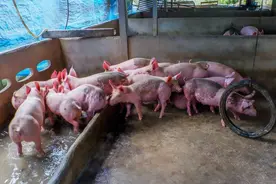 上世纪八十年代用泔水喂猪，猪肉的味道也好，为何如今不用了？图片