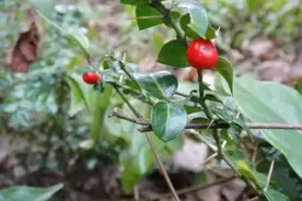 叶面上下长有刺，民间俗称“绣花针”，殊不知是珍贵的“肝炎草”图片