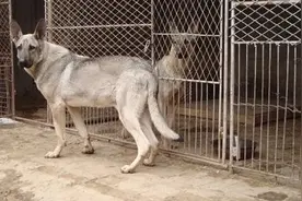 被人们遗忘的“狼青犬”，为什么养的人越来越少了？图片