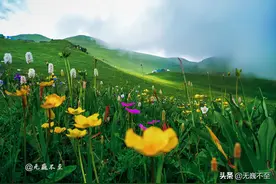 川西茂县九顶山，景美花美，有人心灵更美图片