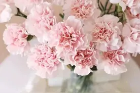 17种鲜切花养护大全，都在这一篇里，还不收藏？图片