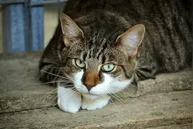 猫咪最为隐秘的十个小秘密，你知道几个图片