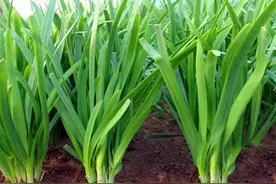 “韭菜4不割，越长越粗壮”，哪4个时期不能收割韭菜？别不当回事图片