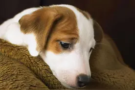 你家狗对你失望，会出现这几种表现图片