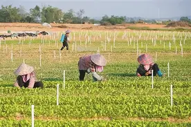 灾害应急丨2022年广西蔬菜主要病虫害防控方案图片