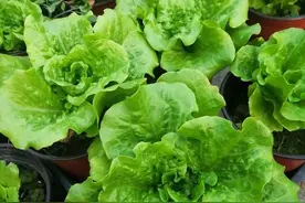 在家种生菜，只需要“3个步骤”，40天就收获，新鲜好吃不断图片