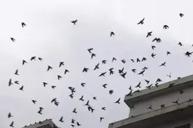 四川一地燕子持续4天满天飞，网友质疑地震前兆，有科学依据吗？图片