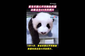爱宝乐园公开双胞胎熊猫幼崽出生69天照片，越来越像福宝小时候了图片