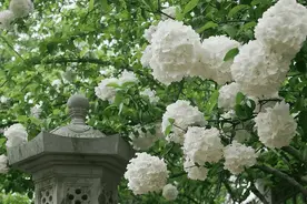 不会养花？养棵木绣球，养护简单，轻松开出“大雪球”图片